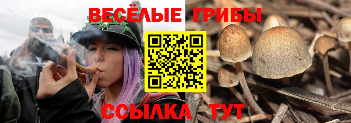 Галлюциногенные грибы Cubensis  Псилоцибиновые грибы Cubensis  Вход с VPN  Тамбов 